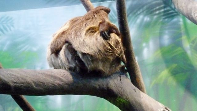 Ленивица Мила из Воронежского океанариума неожиданно для всех стала мамой