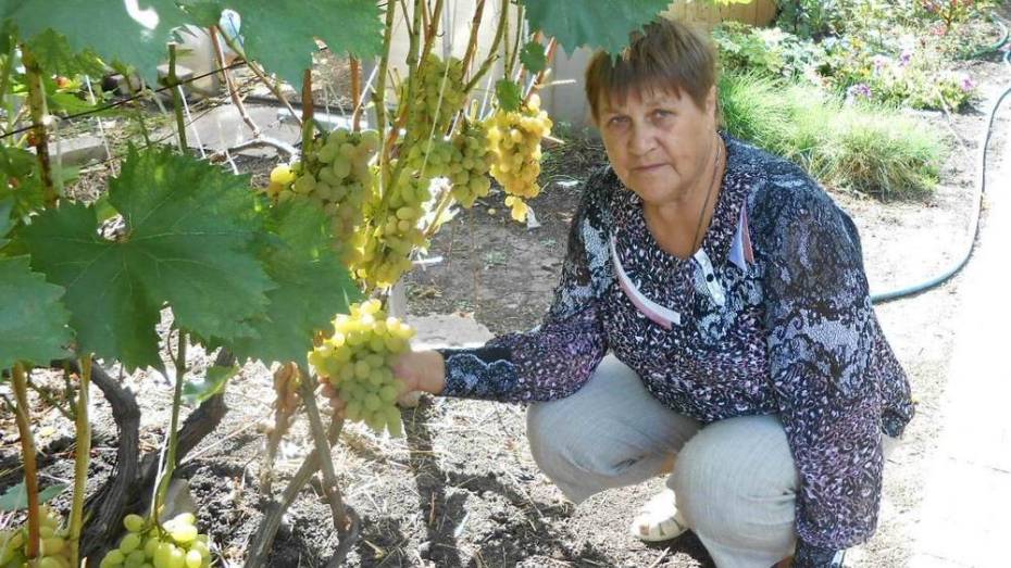 На подворье таловчанки Лидии Плетневой растет виноград 52 сортов