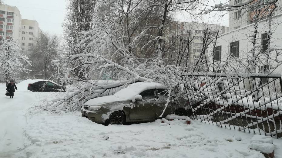 В Воронеже 22 дерева рухнули на автомобили под тяжестью снега