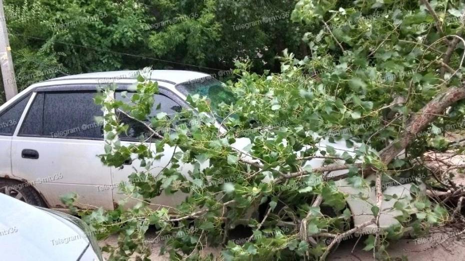 В Воронеже на улице Цимлянской упавшее дерево повредило автомобиль и перегородило проезд