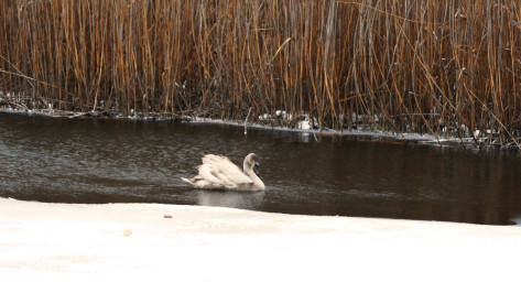 Неподалеку от Богучара в речной полынье зазимовал раненый лебедь
