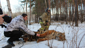 В Воронеже поймали сбежавшего тигра