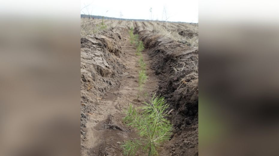 В Воронежской области посадят более 1,2 млн деревьев