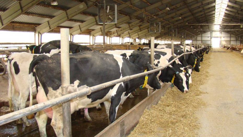 В Хохольском районе за семь месяцев надоили более 11 тыс т молока
