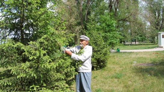 Россошанский пенсионер за свой счет озеленяет село