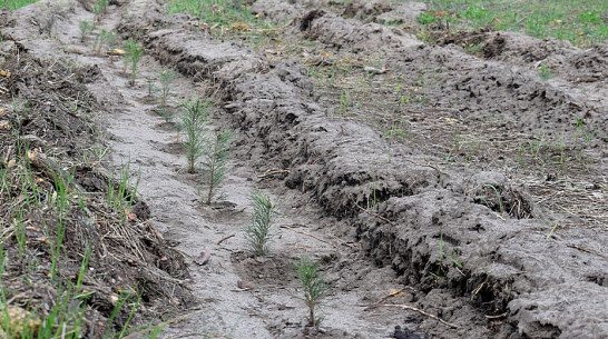 В Грибановском районе лесоводы вырастили почти 3 млн сеянцев сосны и акации