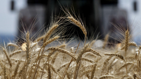 Правительство РФ направит 411,6 млн рублей на поддержку воронежских производителей зерна