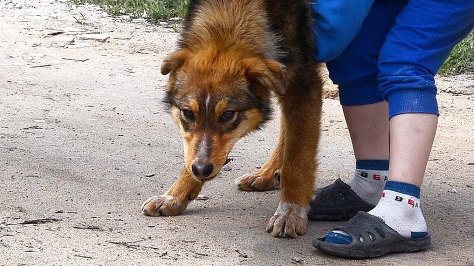   В Семилуках собака умерла после уличной прогулки