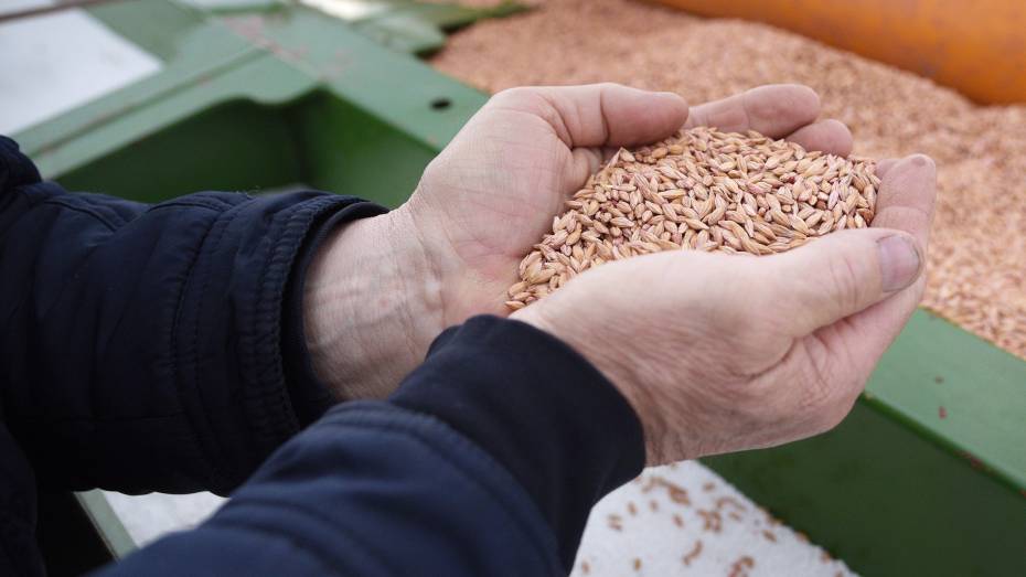 Более 500 тыс т зерна собрали в Воронежской области