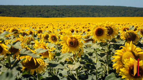 Аномальная жара установила уже третий за это лето температурный рекорд в Воронеже