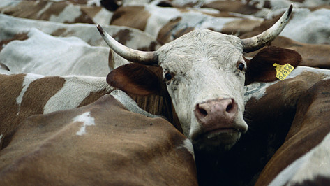 В Воронежской области появится биржа по продаже скота