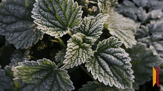 Воронежцев экстренно предупредили о заморозках до -3 градусов