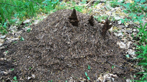 Бутурлиновские лесничие основали 10 новых муравьиных колоний