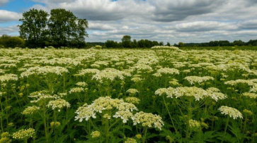 В Воронежской области составили список опасных растений, подлежащих уничтожению