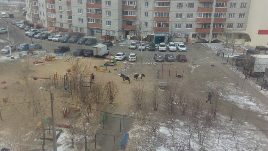  Воронежцы сфотографировали гулявших по двору лошадей