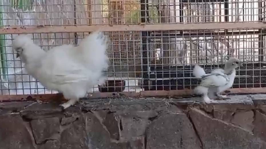 В Воронежском зоопарке вылупился цыпленок китайской шелковой курицы