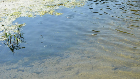 Найденный в пруду под Воронежем мальчик захлебнулся водой