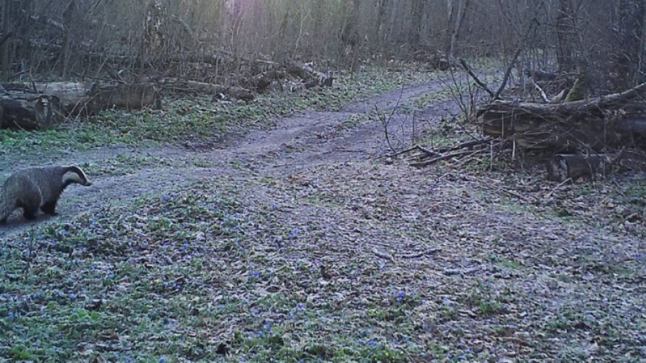 Воронежский заповедник опубликовал редкую фотографию барсука