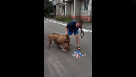 В Воронеже на улице Артамонова домашняя собака чуть не загрызла дворнягу