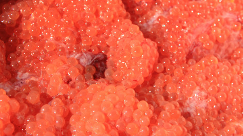 Воронежцев предупредили о кишечной палочке в красной икре пяти фирм
