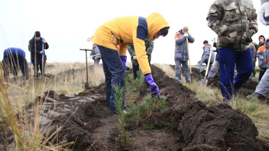 В Подгоренском районе посадили 3 тыс сеянцев сосны и тополя в рамках проекта «Зеленый регион»