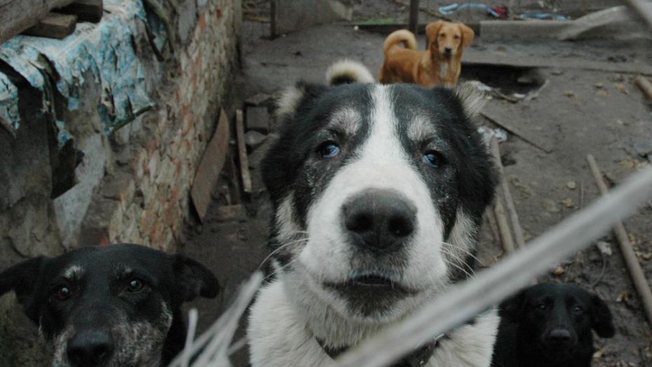 Многочисленные нарушения выявили в частном приюте для собак под Воронежем