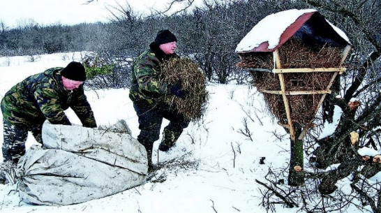 Бутурлиновские охотники подкормили диких животных 