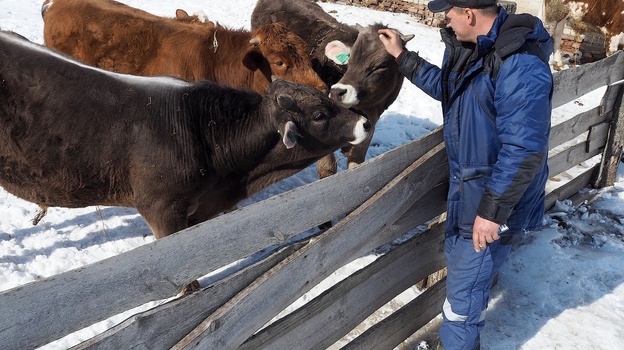 В Воронежской области с начала года произвели 169 тыс т молока