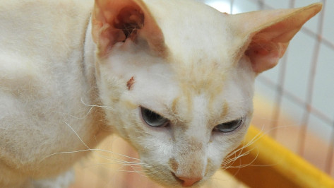 «Федерация кошек» назвала претензии воронежских зоозащитников необоснованными