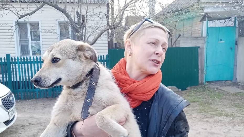 Воронежские зоозащитники забрали собаку у избивавшей ее хозяйки