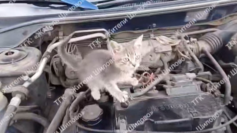 В Воронеже водитель обнаружил котенка под капотом: видео