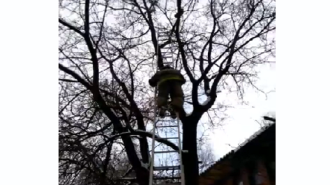 Сотрудники ГУ МЧС по региону опубликовали видео спасения кота в Воронеже