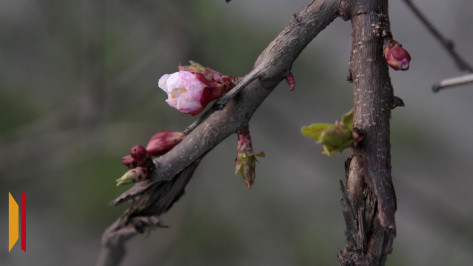 Последние апрельские выходные в Воронеже будут теплыми и дождливыми