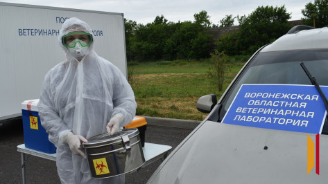 В Борисоглебском городском округе прошли межрегиональные учения по ликвидации очага птичьего гриппа