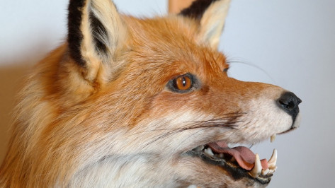 В Верхнемамонском районе лиса напала на домашнюю собаку