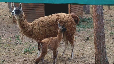В Воронежском зоопитомнике родился детеныш ламы