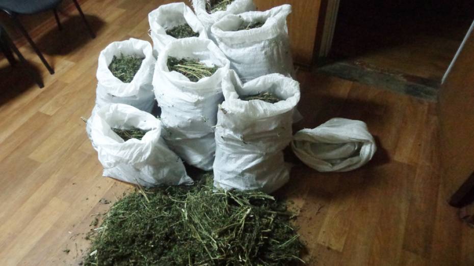 У 3 жителей Лискинского района наркополиция нашла 7 кг марихуаны