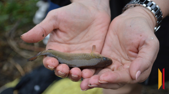 В Воронежской области выпустили в Дон около 240 тыс мальков сазана