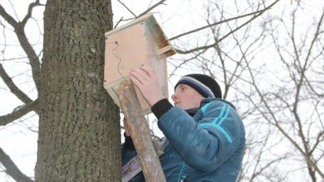 Воронежцев пригласили к участию в экологической акции «Скворушка»