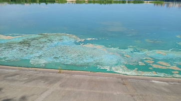 Воронежцев встревожила сине-зеленая «субстанция» на поверхности водохранилища
