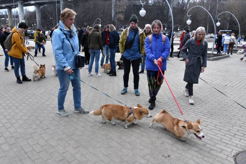 Прогулка корги