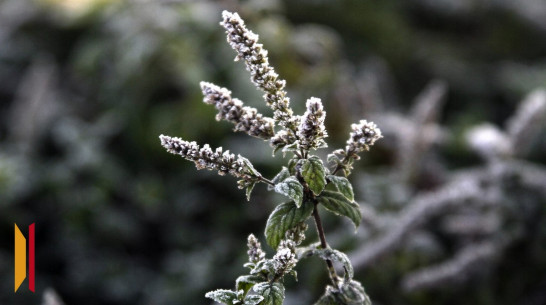 Штормовое предупреждение о заморозках объявили в Воронежской области