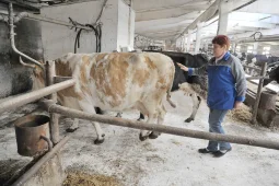 Воронежская область продолжила наращивать темпы производства молока в 2022 году