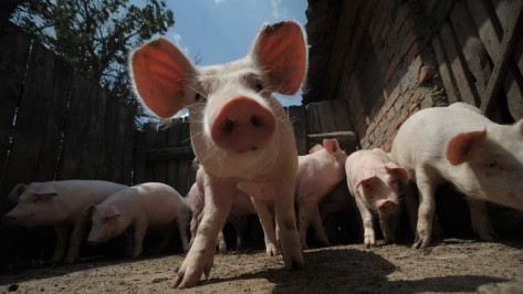 Карантин по африканской чуме свиней установили в 2 районах Воронежской области