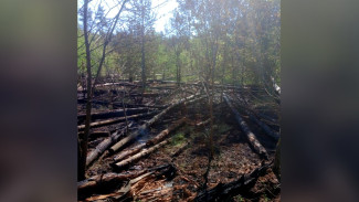 В Воронеже загорелся Северный лес