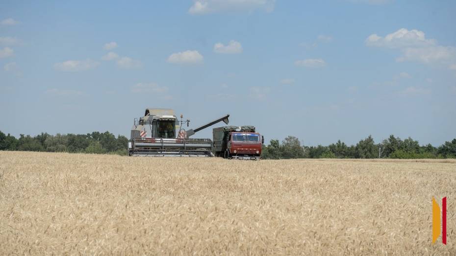 Аграрии Воронежской области намолотили 3 млн тонн зерна