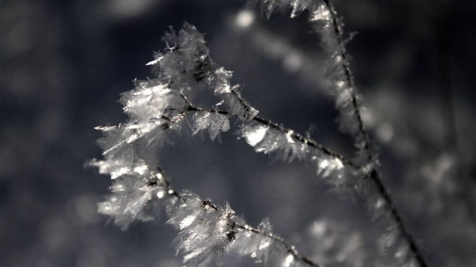 До 9 градусов мороза предсказали синоптики в Воронеже в первые дни зимы