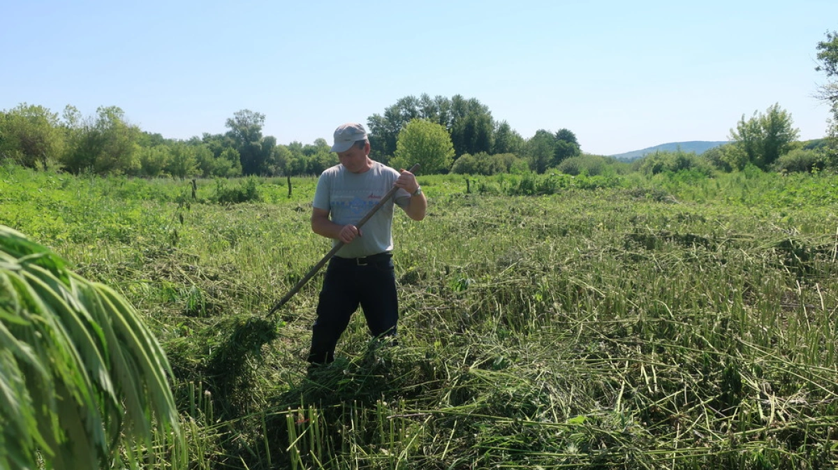 Погода село гороховка. Конопля в лесу. Анаша в Рязанской области. Гороховка Воронежская область Дон. Фото скошенной конопли.