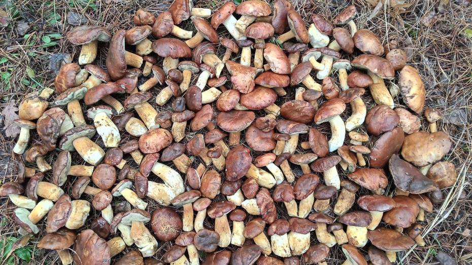 Воронежцы собирают урожай грибов в декабре