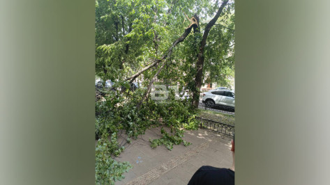 Дерево рухнуло на летнюю веранду кофейни в центре Воронежа